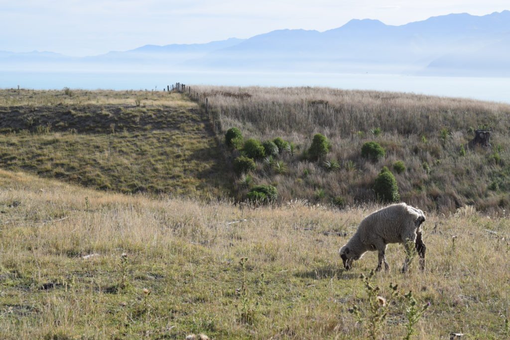 kaikoura peninsula walkway