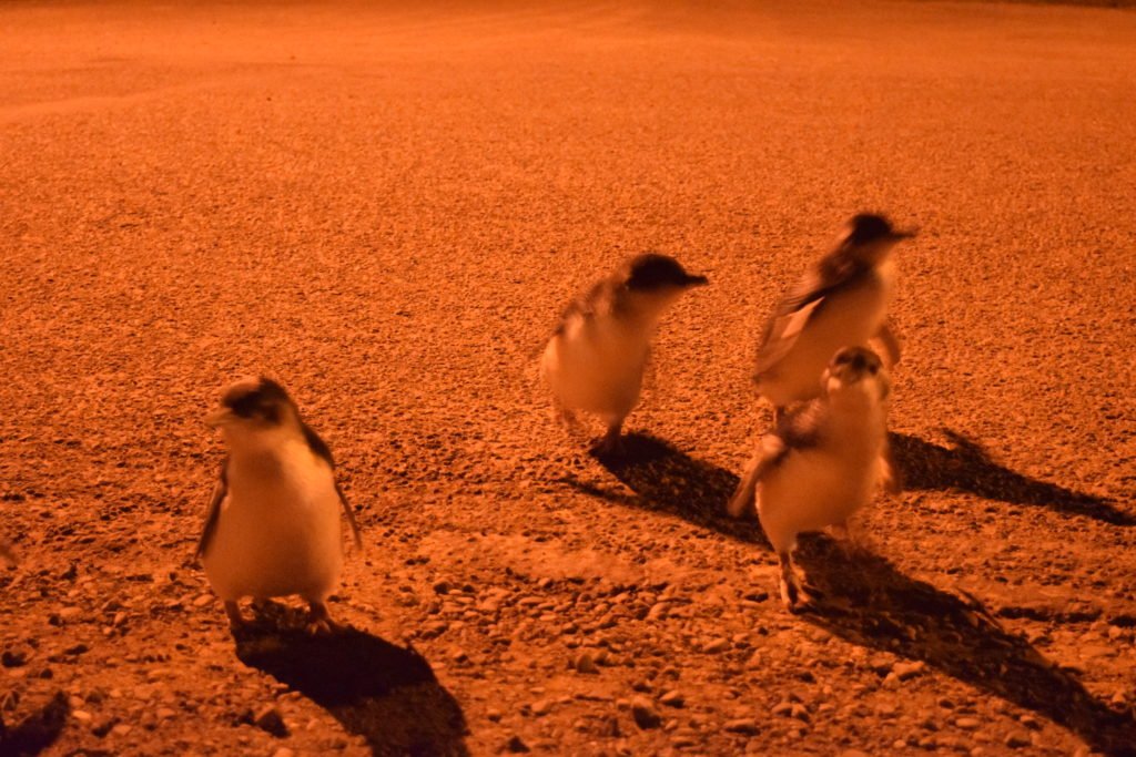 oamaru blue penguins waterfront road
